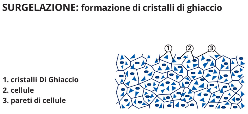 Catena del Freddo - Il percorso dei prodotti surgelati 