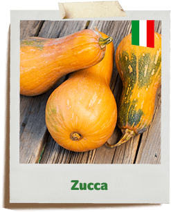 zucca