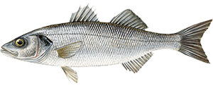 Provenienza Branzino - Findus