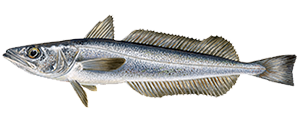 Provenienza Merluzzo Sudafricano - Findus