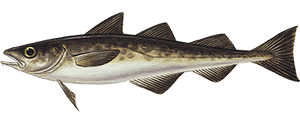 Provenienza Merluzzo d’Alaska - Findus