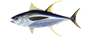 Provenienza Tonno a Pinne Gialle - Findus