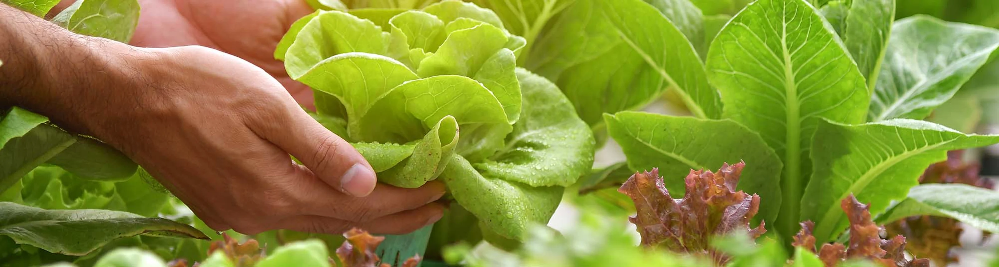 181022_Ruolo verdure_Header.jpg